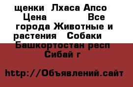 щенки  Лхаса Апсо › Цена ­ 20 000 - Все города Животные и растения » Собаки   . Башкортостан респ.,Сибай г.